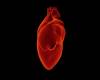 Heart Organ Image for Best Tips (and Apps) for Better Heart Health