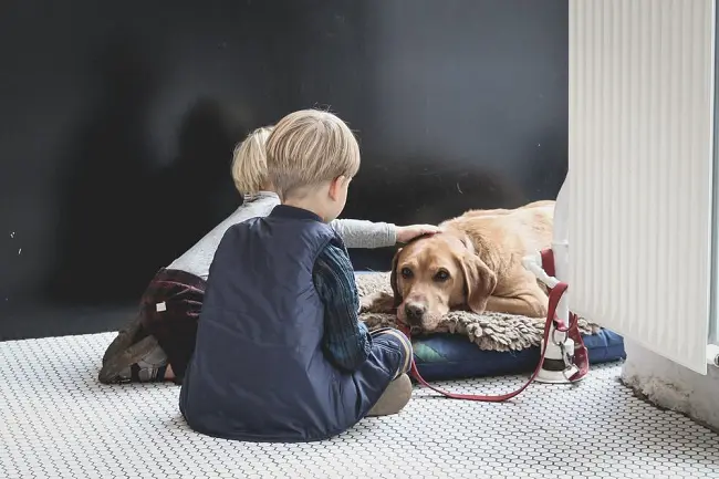boys-pets-home-dog-isolation.jpg