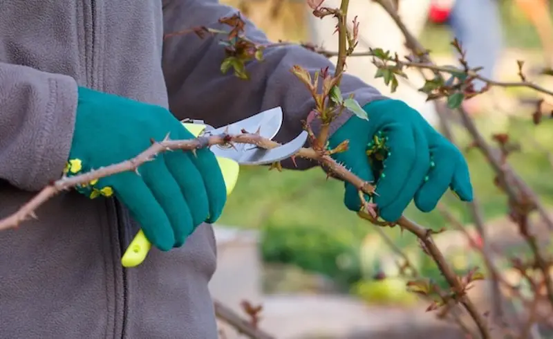 hands-gloves-gardener-shears-prune-plant