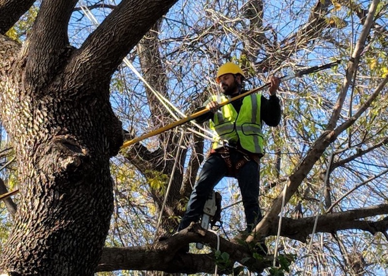 man-pruning-tree