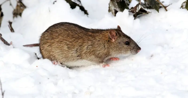 rat in snow during winter