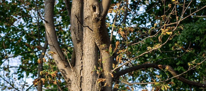 tree-leaves-sick-dyin