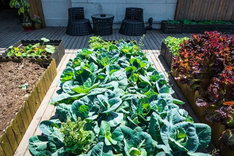 healthy-vegetables-in-garden