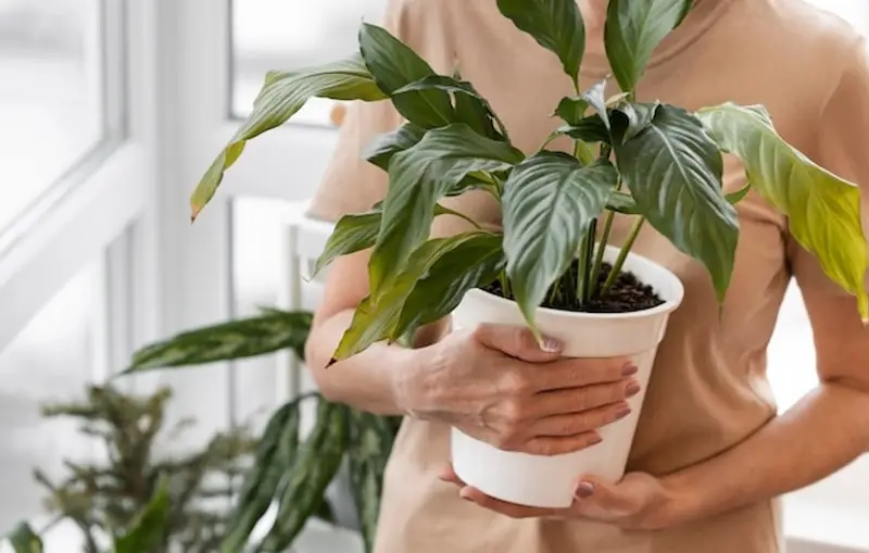 woman-carrying-pot-with-home-plant