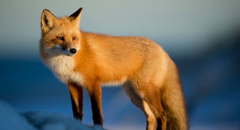 fox-animal-writing-totem.jpg