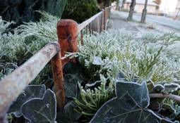Winter Gardening Questions People Are Asking AI– Answered by Experts