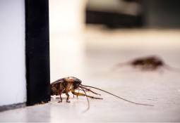 Winter Home Critters: Why You Shouldn’t Ignore That Scratching Sound