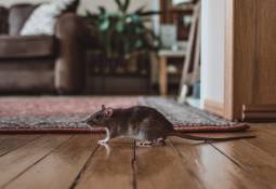 Hidden Danger in Your Home: How One Rodent Can Lead to a Catastrophe