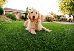 Image for Pet Owner’s Guide to Buying Artificial Grass