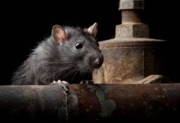 Winter Rat Prevention: Effective Strategies for a Rodent-Free Home