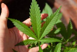 hands-holding-cannabis-plant-leaf-starting-cbd-business