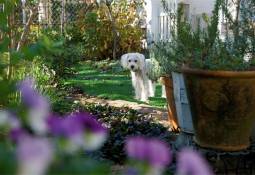 white-dog-pet-friendly-garden-plants