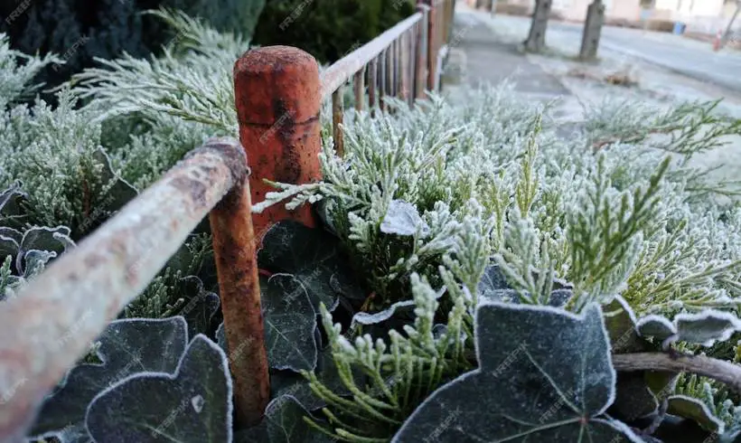 AI’s Most Common Winter Gardening Questions – Answered by Experts