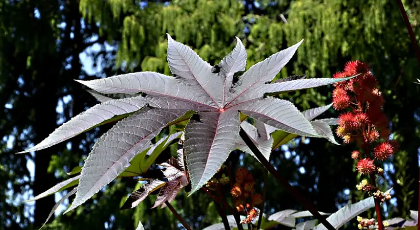 jamaican_black_castor_plant_ways_to_use_jamaican_black_castor_oil