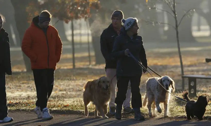 5 Dog Walking Rules for Safe and Enjoyable Walks 