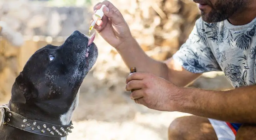 man-giving-hemp-oil-dog