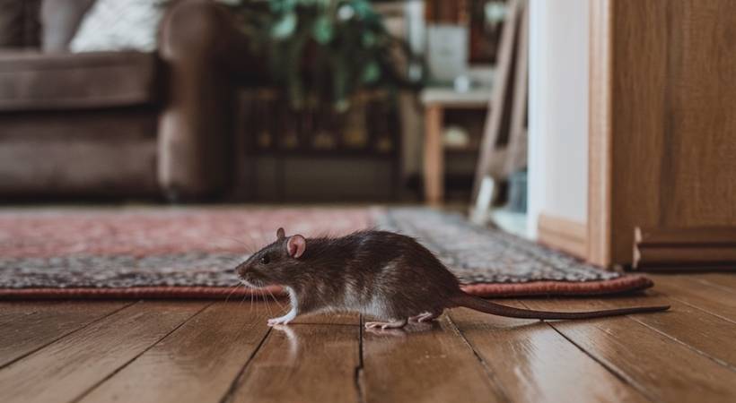 Hidden Danger in Your Home: How One Rodent Can Lead to a Catastrophe