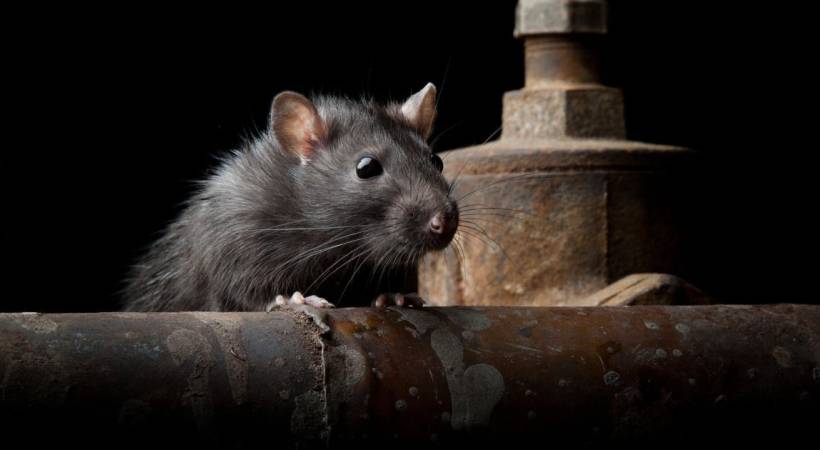 Winter Rat Prevention: Effective Strategies for a Rodent-Free Home