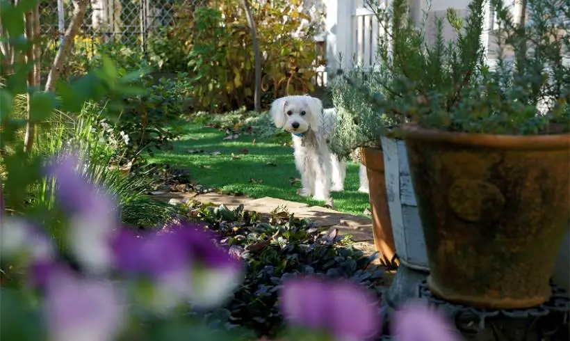 white-dog-pet-friendly-garden-plants