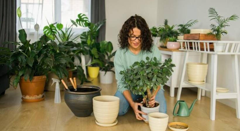 woman-home-putting-home-plants-in-pot