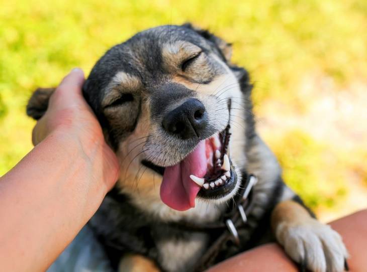 man-patting-happy-dog-care-for-dog-as-it-gets-older