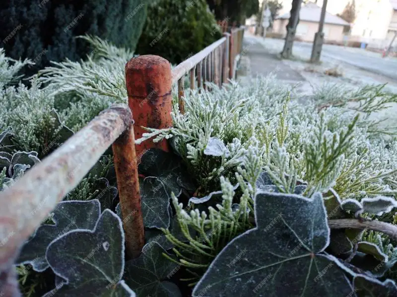 Feature Image - AI’s Most Common Winter Gardening Questions – Answered by Experts