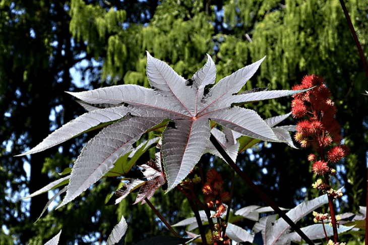 jamaican_black_castor_plant_ways_to_use_jamaican_black_castor_oil