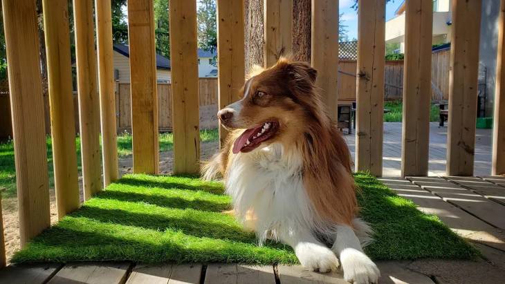 dog_laying_on_fake_grass