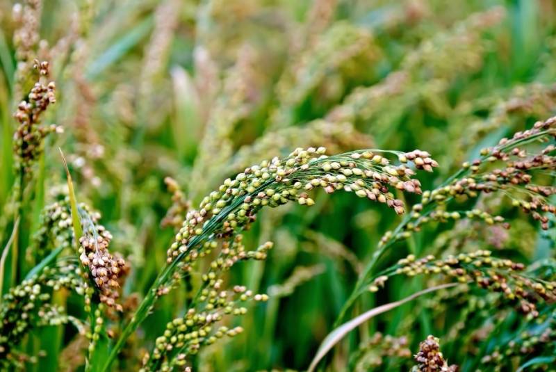 Why Millet is a Nutritional Powerhouse field-millet-plant-nutritional-powerhouse