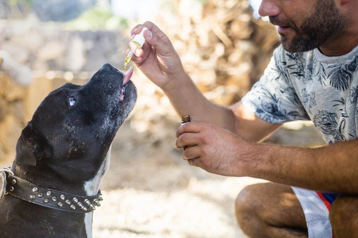 man-giving-hemp-oil-dog