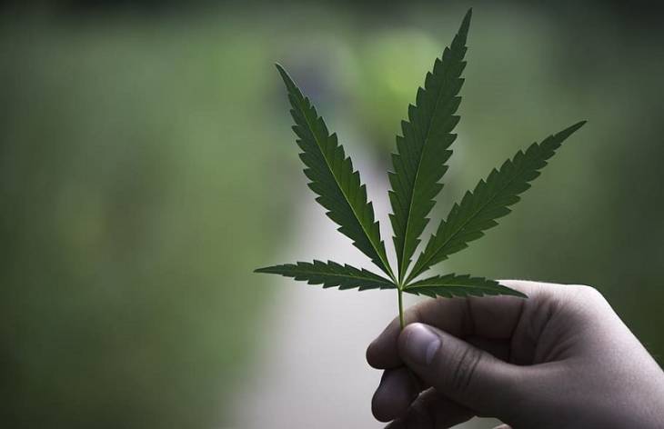 hand-holding-cannabis-leaf