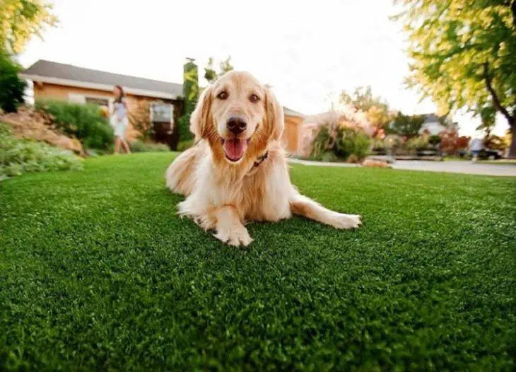 Image for Pet Owner’s Guide to Buying Artificial Grass