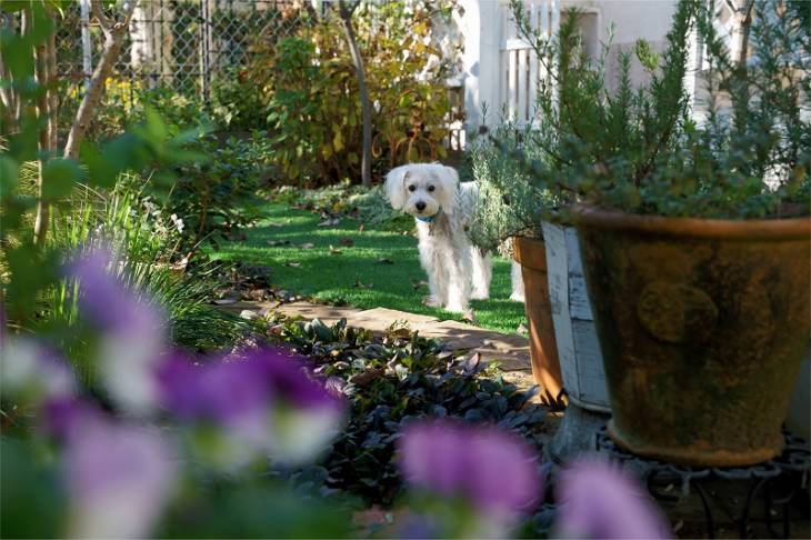 white-dog-pet-friendly-garden-plants