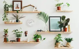 Plants-in-Room-Improve-Office-Air-Quality