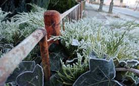 AI’s Most Common Winter Gardening Questions – Answered by Experts