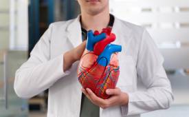 male-medical-practitioner-holding-model-heart-health