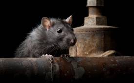 Winter Rat Prevention: Effective Strategies for a Rodent-Free Home