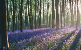 nature-woods-flowers-field-positive-thought-of-the-day