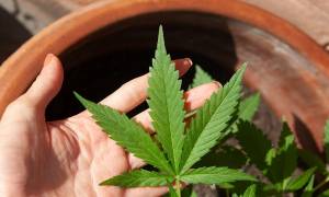 Amid Push for Legalization, What Should You Check When Buying Delta 8 THC