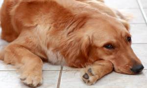 How to Help a Dog that Has Arthritis