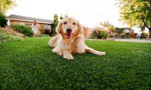 Pet Owner’s Guide to Buying Artificial Grass