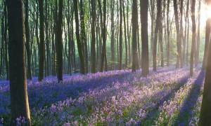 nature-woods-flowers-field-positive-thought-of-the-day