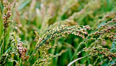 field-millet-plant-nutritional-powerhouse