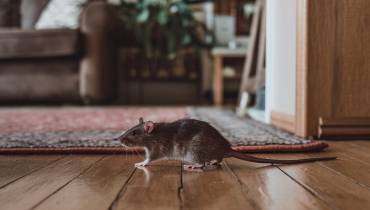 Hidden Danger in Your Home: How One Rodent Can Lead to a Catastrophe