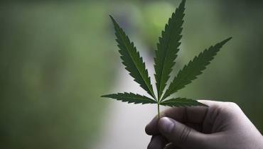 hand-holding-cannabis-leaf