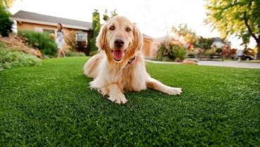 Pet Owner’s Guide to Buying Artificial Grass