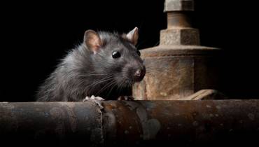 Winter Rat Prevention: Effective Strategies for a Rodent-Free Home