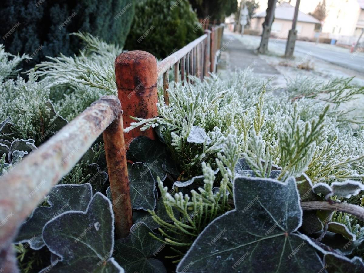 Winter Gardening Questions People Are Asking AI– Answered by Experts