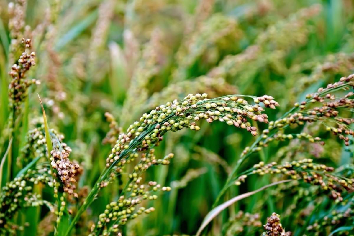 field-millet-plant-nutritional-powerhouse