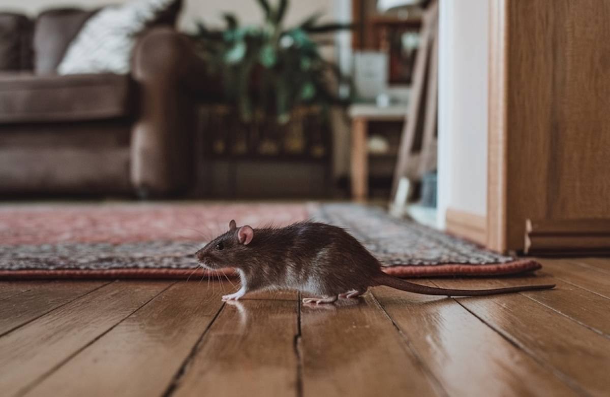 Hidden Danger in Your Home: How One Rodent Can Lead to a Catastrophe